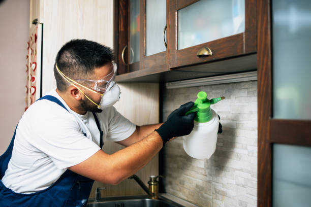 Wasp Removal Services in El Rio, CA