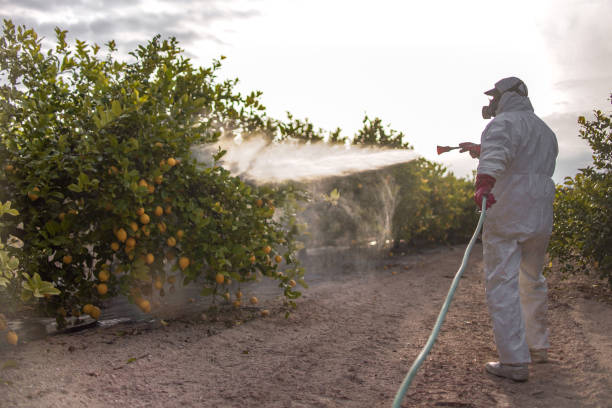 Best Mosquito Control Services  in El Rio, CA